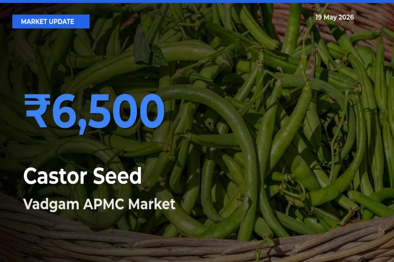 Vadgam APMC Leads as Top Mandi for Castor Seed Prices