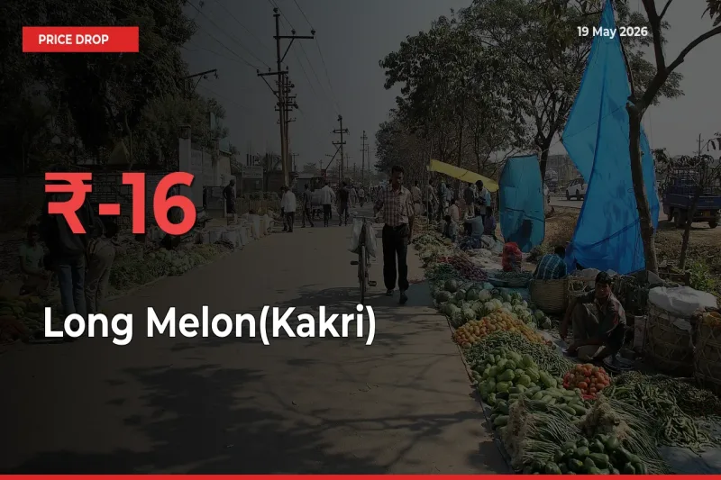 Long Melon(Kakri) Prices Drop 15.76% – May 19 Market Update from Mandis