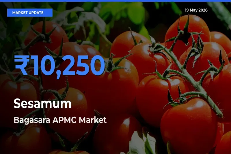 Bagasara APMC Records Highest ₹10,250 Rate for Sesamum