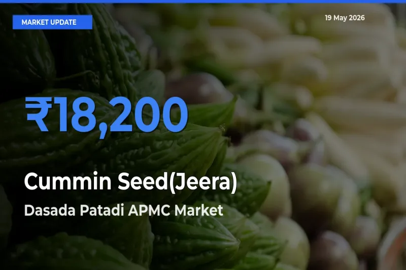 Market Watch: Dasada Patadi APMC Becomes Top Mandi for Cummin Seed(Jeera)