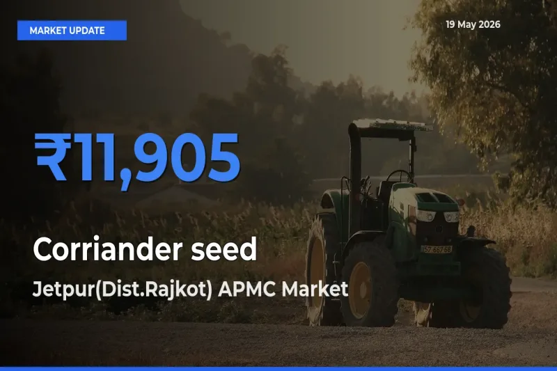 Market Watch: Jetpur(Dist.Rajkot) APMC Becomes Top Mandi for Corriander seed