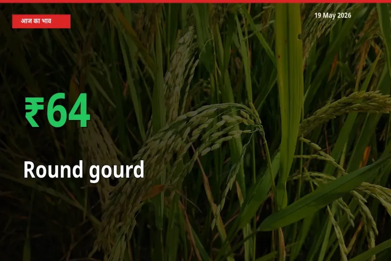 स्थानीय मंडी में गोल लौकी के दाम अचानक 63.89% उछले, किसान सतर्क