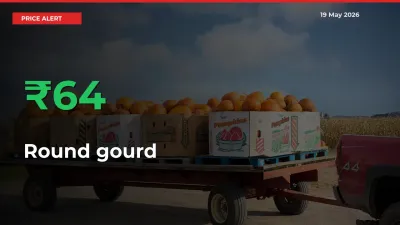 Round gourd Prices Rise 63.89% in a Day at Major Mandis
