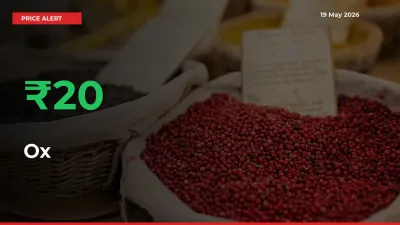 Farmers Cheer as Ox Prices Surge 20% in Local Mandis