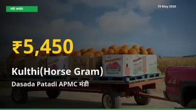 30 दिनों में सबसे ऊँचे स्तर पर कुल्थी के दाम, Dasada Patadi APMC में उछाल