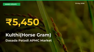 Why Kulthi(Horse Gram) Prices Are Climbing in Dasada Patadi APMC – Today’s New High Explained