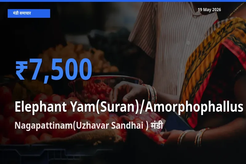 आज जिमीकंद (सूरन) के सबसे ज़्यादा दाम Nagapattinam(Uzhavar Sandhai ) मंडी में दर्ज