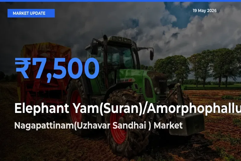 Nagapattinam(Uzhavar Sandhai ) Offers ₹7,500 – Highest Elephant Yam(Suran)/Amorphophallus Rate Today