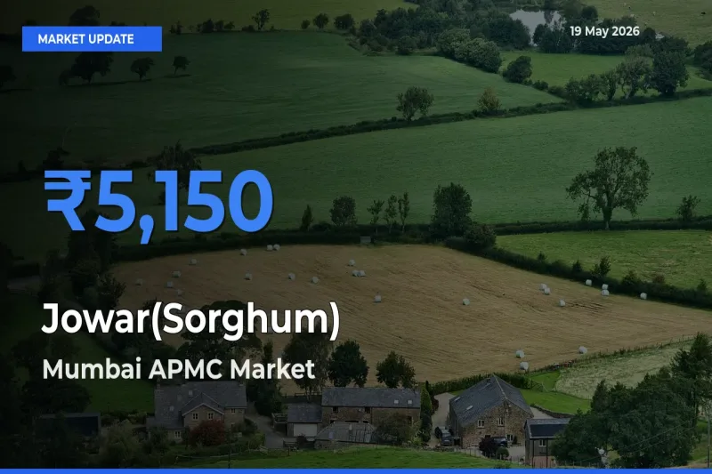 Mumbai APMC Records Highest ₹5,150 Rate for Jowar(Sorghum)