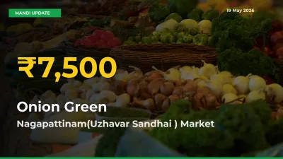 Onion Green Prices Soar to Record High in Nagapattinam(Uzhavar Sandhai ) – Farmers Alert Today