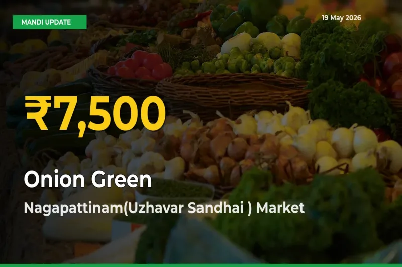 Onion Green Prices Soar to Record High in Nagapattinam(Uzhavar Sandhai ) – Farmers Alert Today