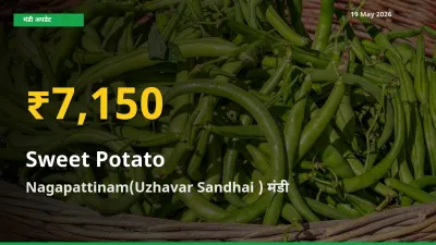 30 दिनों में सबसे ऊँचे स्तर पर शकरकंद के दाम, Nagapattinam(Uzhavar Sandhai ) में उछाल