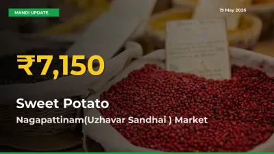 Farmers Benefit as Sweet Potato Rate Touches New High in Nagapattinam(Uzhavar Sandhai )