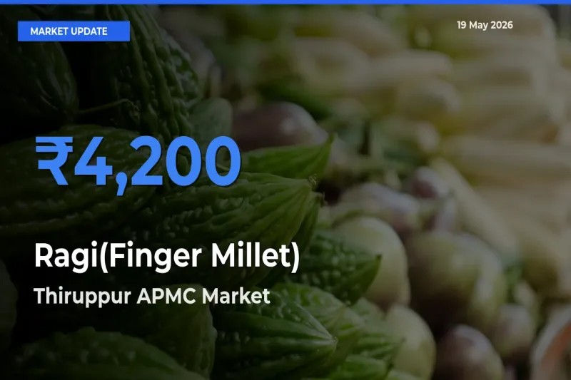 Thiruppur APMC Tops Ragi(Finger Millet) Rates – May 19 Market Update