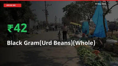 स्थानीय मंडी में साबुत उड़द के दाम अचानक 42.14% उछले, किसान सतर्क