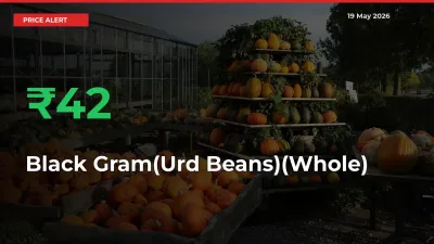 Big Rally! Black Gram(Urd Beans)(Whole) Climbs 42.14% in 24 Hours at Top Mandis