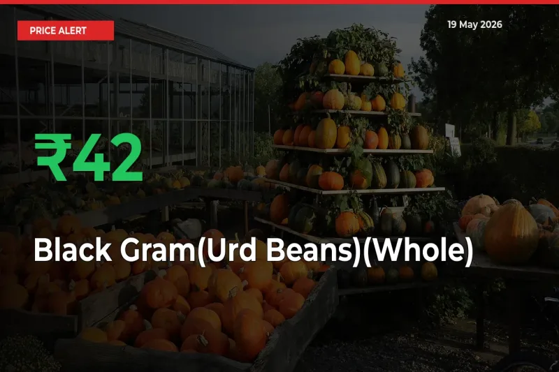 Big Rally! Black Gram(Urd Beans)(Whole) Climbs 42.14% in 24 Hours at Top Mandis