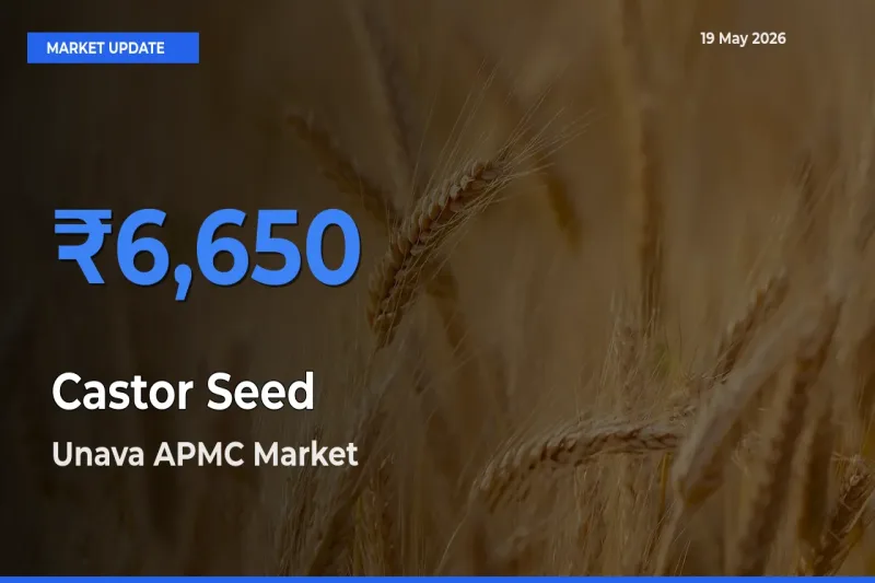Castor Seed Mandi Rate Today: Unava APMC Tops the List