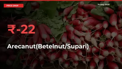 Farmers Alert as Arecanut(Betelnut/Supari) Prices Slide 22.13% in Local Mandis