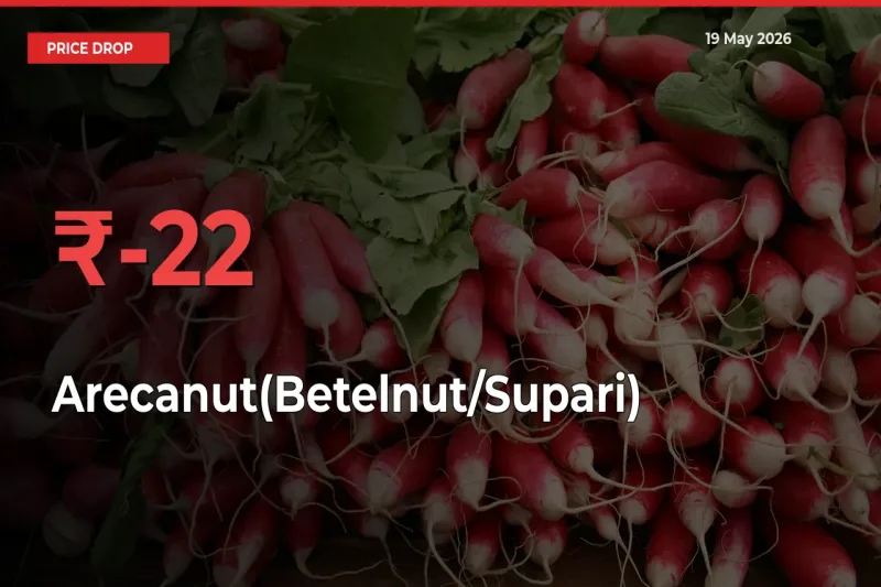 Farmers Alert as Arecanut(Betelnut/Supari) Prices Slide 22.13% in Local Mandis