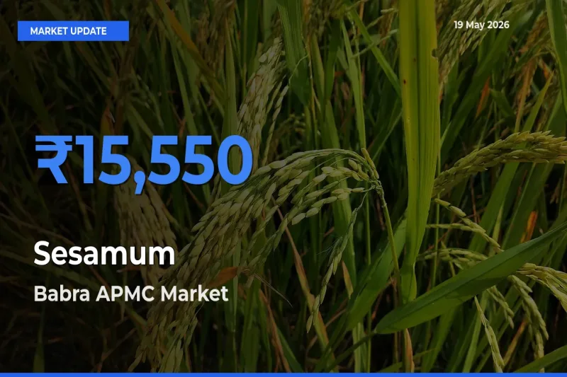 Babra APMC Leads as Top Mandi for Sesamum Prices