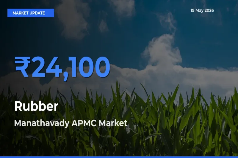 Rubber Mandi Rate Today: Manathavady APMC Tops the List