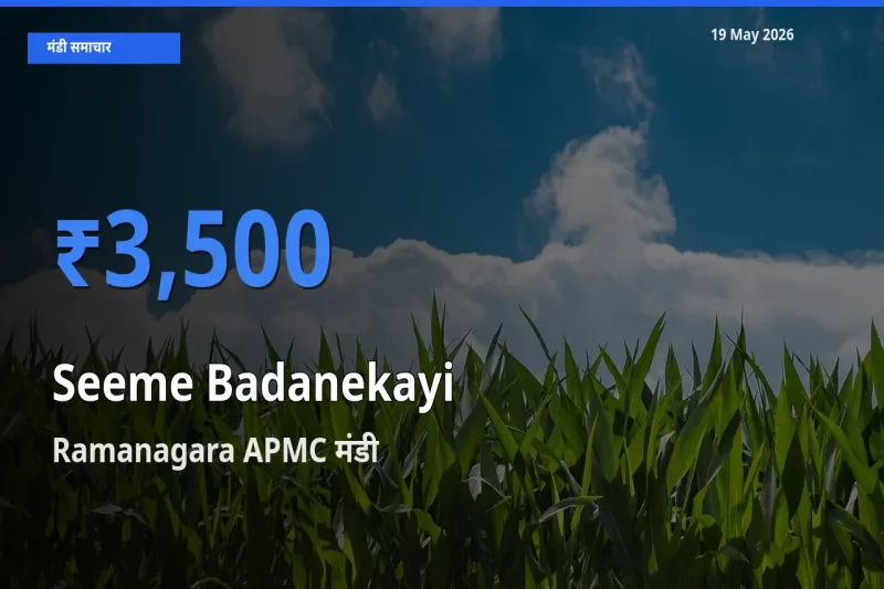 Ramanagara APMC मंडी में सीमेबदनेकाई ₹3,500 पर पहुँचा – आज का सर्वोच्च भाव