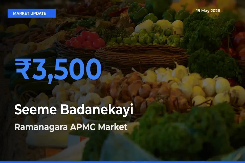 Ramanagara APMC Leads as Top Mandi for Seeme Badanekayi Prices