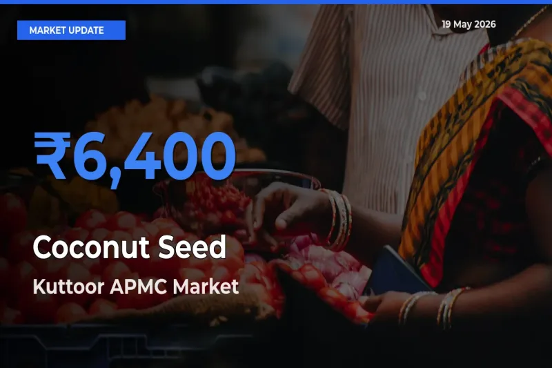 Farmers Prefer Kuttoor APMC as Coconut Seed Hits Highest Rate