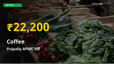 कॉफी के भावों में जबरदस्त उछाल, Pulpally APMC में नया उच्च स्तर