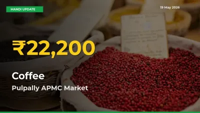 Fresh Record! Coffee Price Climbs to New High in Pulpally APMC