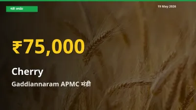 किसानों के लिए खुशखबरी! Gaddiannaram APMC में चेरी के दाम रिकॉर्ड स्तर पर
