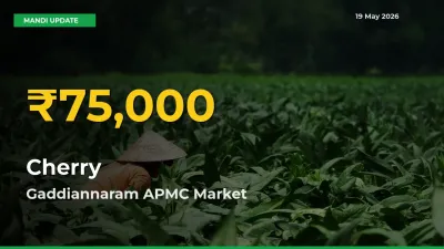 Fresh Record! Cherry Price Climbs to New High in Gaddiannaram APMC