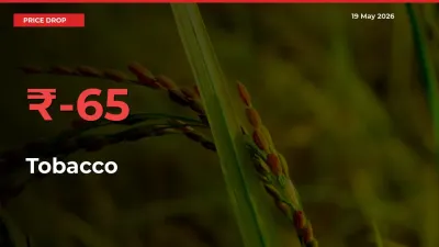 Tobacco Prices Drop 64.61% in 24 Hours at Major Mandis