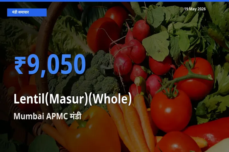 आज मसूर दाल (साबुत) के सबसे ऊँचे दाम ₹9,050 Mumbai APMC मंडी में