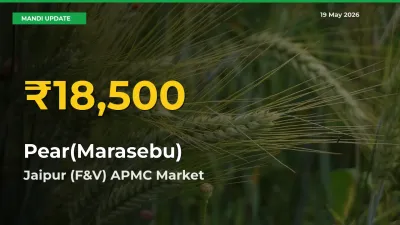 Why Pear(Marasebu) Prices Are Climbing in Jaipur (F&V) APMC – Today’s New High Explained