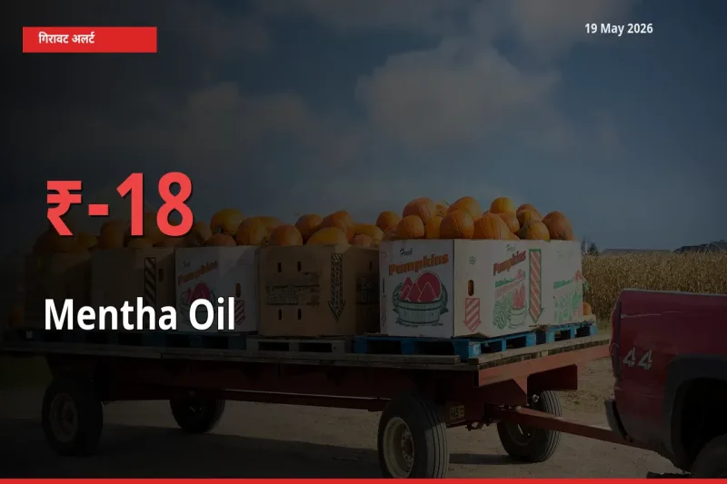 मेंथा ऑयल के दाम प्रमुख मंडी में 17.87% गिरे, 24 घंटे में बड़ा बदलाव