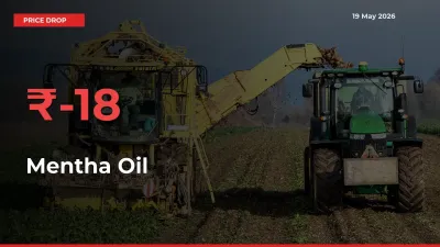 Sharp Fall! Mentha Oil Prices Plunge 17.87% in a Day at Key Mandis