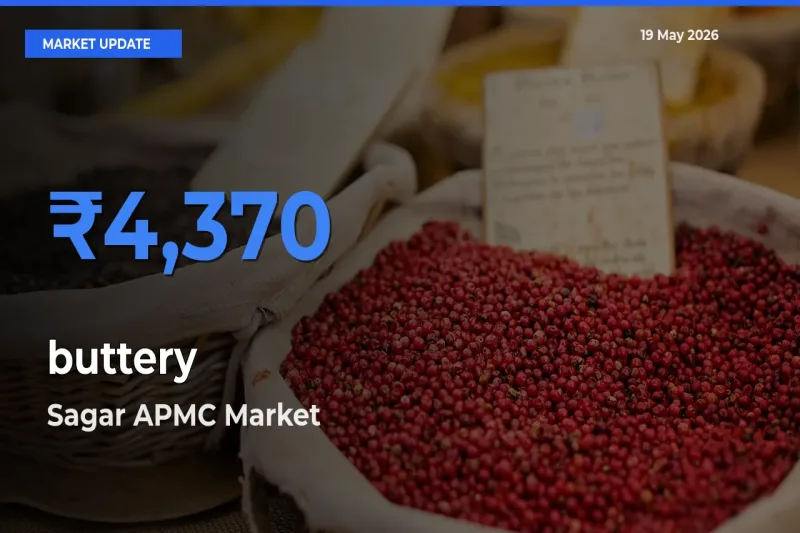 Sagar APMC Tops buttery Rates – May 19 Market Update
