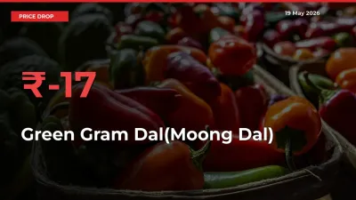 Sharp Fall! Green Gram Dal(Moong Dal) Prices Plunge 17.33% in a Day at Key Mandis