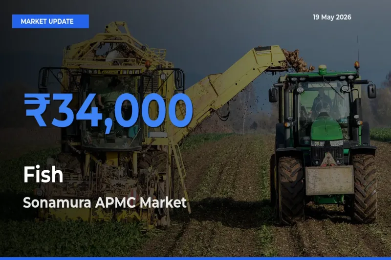 Sonamura APMC Tops Fish Rates – May 19 Market Update