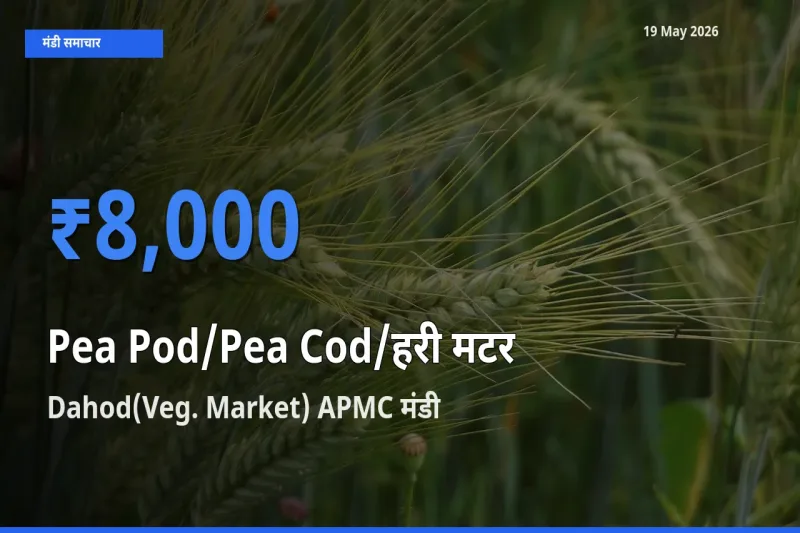 आज मटर की फली के सबसे ऊँचे दाम ₹8,000 Dahod(Veg. Market) APMC मंडी में