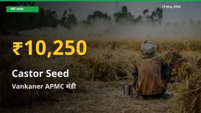 किसानों के लिए खुशखबरी! Vankaner APMC में अरंडी का बीज के दाम रिकॉर्ड स्तर पर