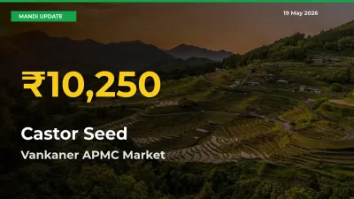 Vankaner APMC Leads as Castor Seed Hits Highest Rate – May 19 Update