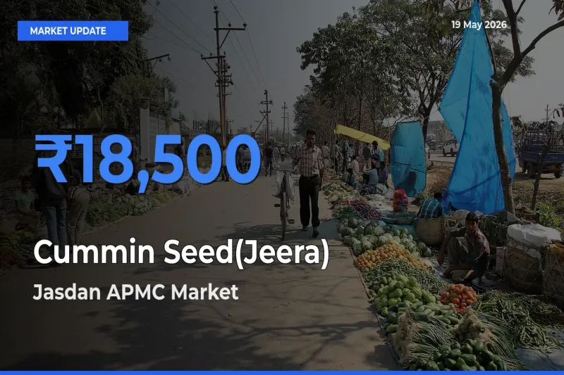 Jasdan APMC Emerges as Top Mandi for Cummin Seed(Jeera) Prices Today