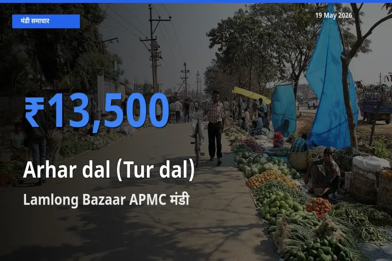 आज का मंडी भाव: अरहर दाल - स्प्लिट के सबसे ज़्यादा दाम Lamlong Bazaar APMC में