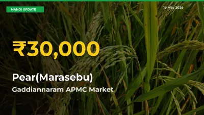 Gaddiannaram APMC Leads as Pear(Marasebu) Hits Highest Rate – May 19 Update