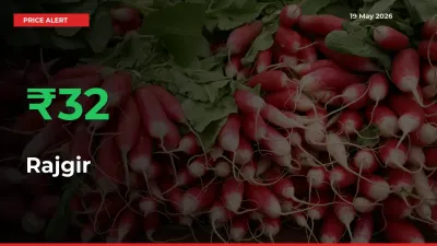 Why Rajgir Prices Rose 32.21% in a Day at Mandis