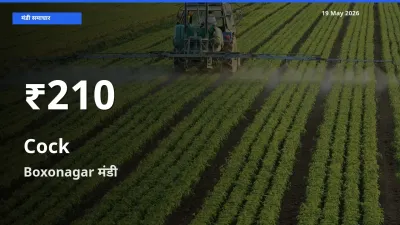 मुर्गा के दामों में गिरावट, Boxonagar में 30 दिन का न्यूनतम भाव