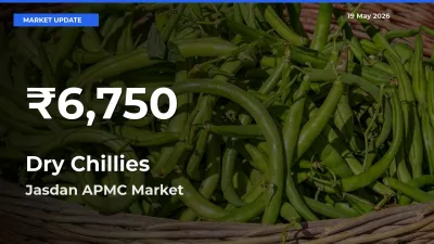 Dry Chillies Mandi Rate Today: 30-Day Low Recorded in Jasdan APMC